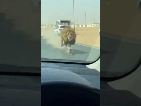 ​10 أمتار فقط تفصلني عن الأسد الجائع! (فيديو لن تراه مرتين) 😱