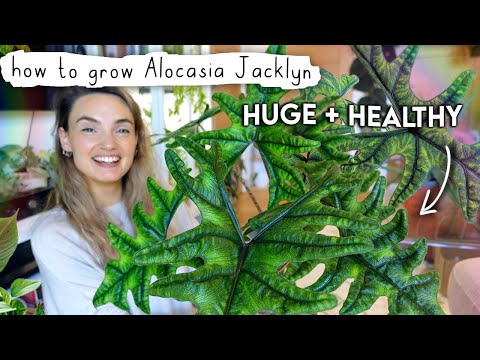 How I Grew My Alocasia Jacklyn BIG In Just 1 Year 💚 Alocasia Jacklyn Care Tips + Tricks