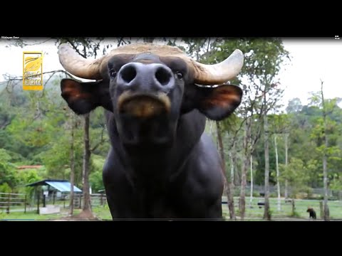 Malayan Gaur @ Seladang-Biggest Wild Bull On Earth Weight 1500 Kilo!