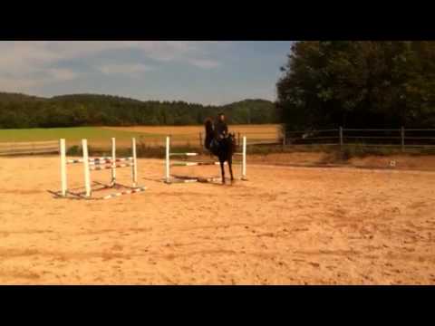 Springpferd Corrado I x Don Carlos