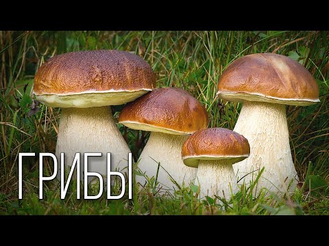 Грибы: Таинственное Царство | Интересные факты про грибы