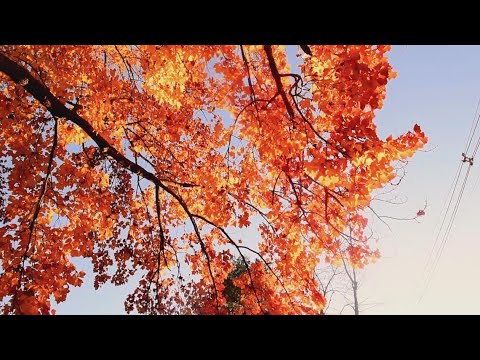 Maine Foliage Map 2022