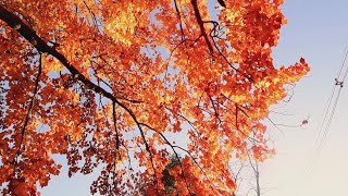 Parts of Maine reach peak fall foliage conditions