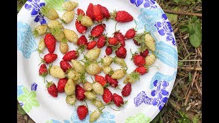 Alpine Strawberry Harvest