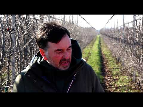 Rezidba zlatnog delišesa