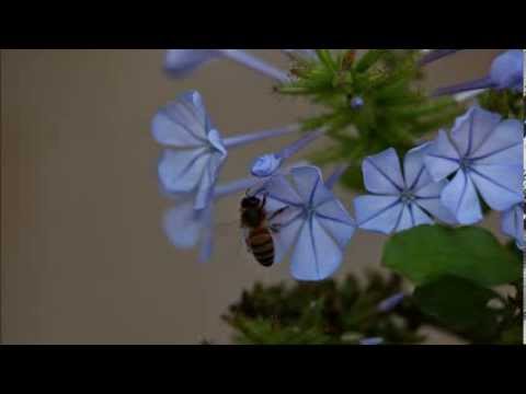 Bindunath Bandi Pema - බිඳුණත් බැඳි පෙම