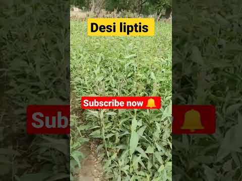 desi liptis 🎄🎄#shorts #satisfying #farming #viral #trading  #subscribe #gardeningwithsohan5818