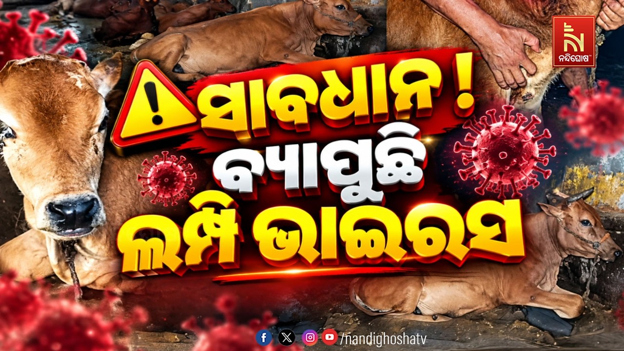 🔴Live | ସାବଧାନ ! ବ୍ୟାପୁଛି ଲମ୍ପି ଭାଇରସ | NandighoshaTV