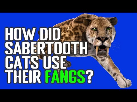 How Did Saber-Toothed Tigers Use Their Fangs? (Why Are Sabertooth Cats' Teeth Good For Hunting?)