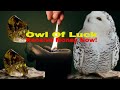 Owl Of Luck Receive Money Now Music And Nature Sounds For Abundance