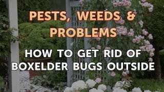 How to Get Rid of Boxelder Bugs Outside