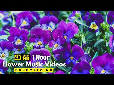 Breathtaking Colors of Nature in 4K II 🌹🌷 Beautiful Flowers - Sleep Relax Music UHD TV Screensaver