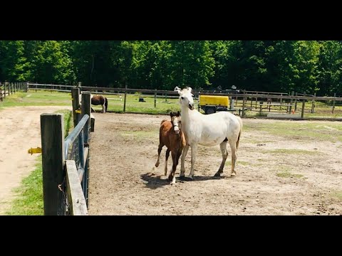 Oops foal runs into his mom 🤣🤦‍♀️ #shorts