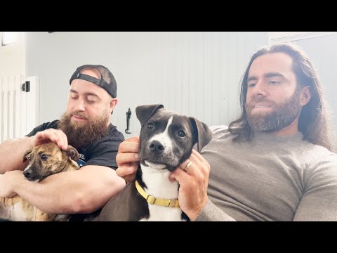 Watch: “Puppies!” – Being The Dark Order Ep 10