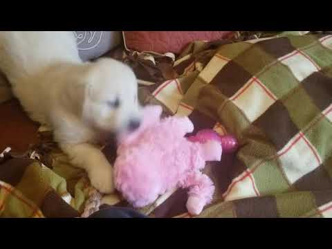 Short Video of Foxy Playing. Isnt She Cute?
