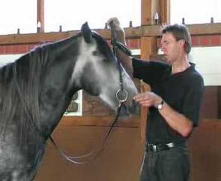 Pferde schulen an der Hand - groundwork for young horses
