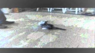 My Dying Bride - The Whore, The Cook &amp; The Mother - cut