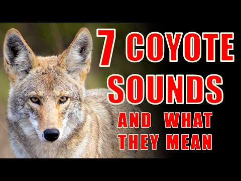 7 Coyote Sounds Explained: Coyote Calls and What They Mean