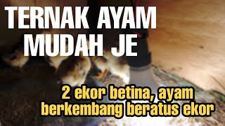 Download lagu (EP5) Ternak Ayam Skala Hobi...Mana nak mula? mp3