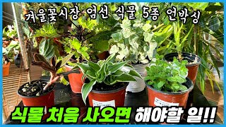 겨울 꽃시장에서 엄선해온 식물 5종 언박싱!! 식물 구입시 고려해야할 점과 해야할 일!!