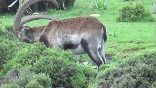 Walia Ibex - Ethiopian Capricorn