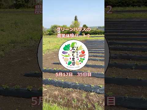 冬でもジャガイモは栽培できますか？どのような条件下で?  庭園