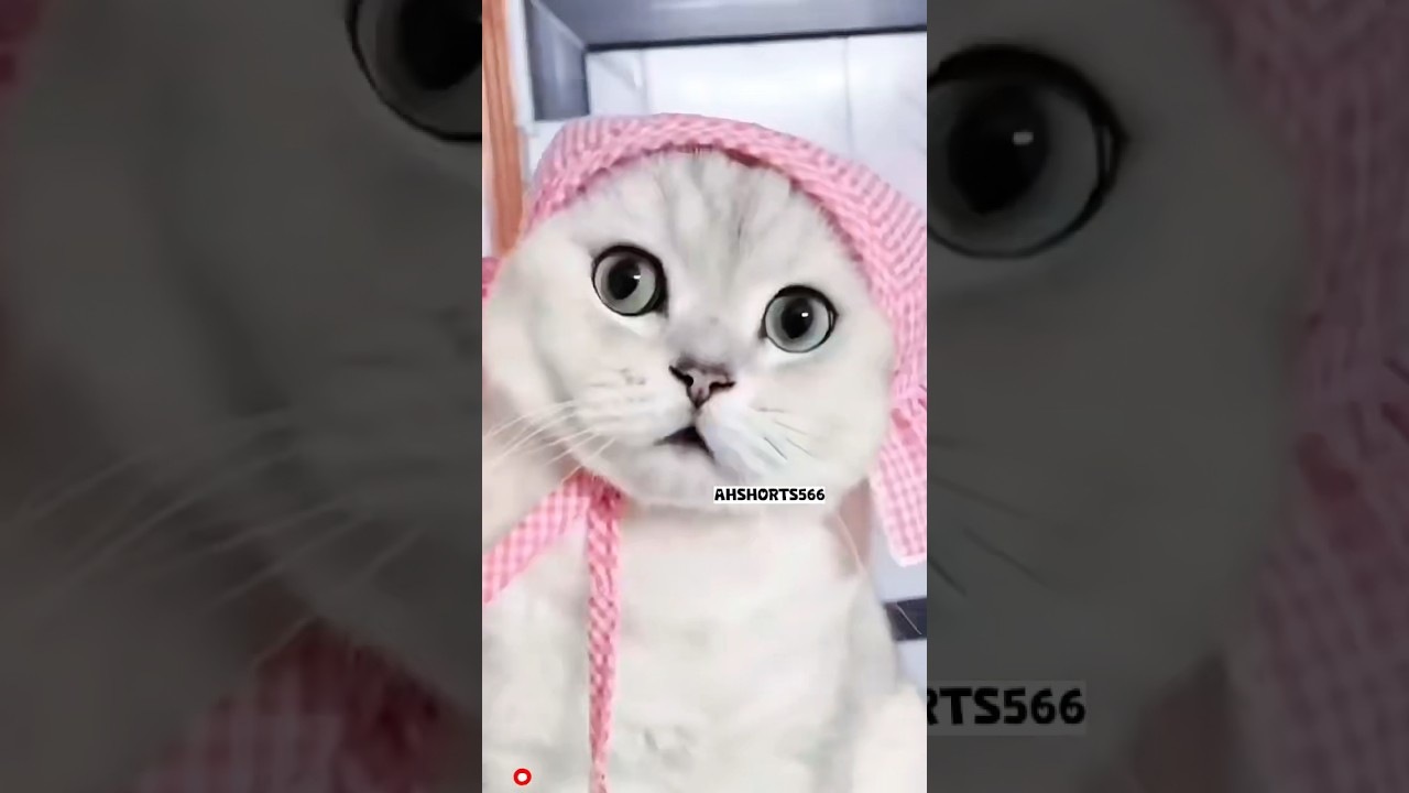 Cute Cat Shorts 😻| #shorts #cute #shortsfeed