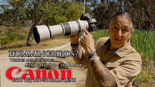 No hummingbirds at Kenneth Hahn park?? Canon R7 and  100-500mm lens with 1.4 extender - 1120mm EQV