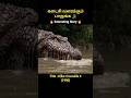 Killer Crocodile Hunting People Hollywood Movie Explained In Tamil Tamil Review Shorts Short