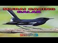 Suara Burung Murai Cacing Galak Suara Pikat Murai Kampung Sound Bird