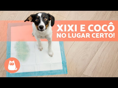 How to teach a puppy to do its business on a training pad 🐶✅