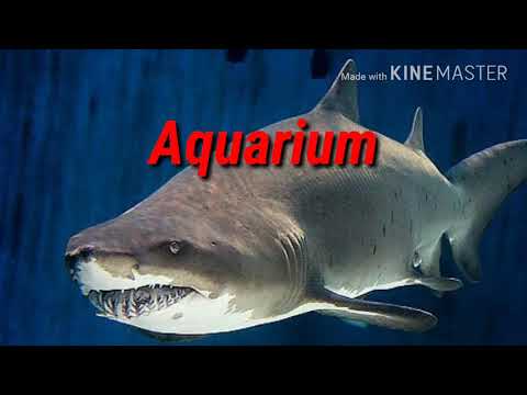 "Aquarium"  by SMOKA DON