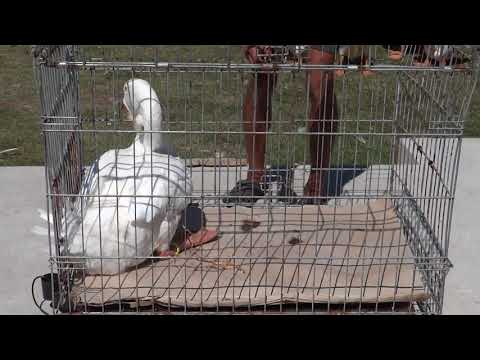 25.06.2018.Video2.Female kholmogory goose NATASHA white at 15 months.OLYMPUS farm.