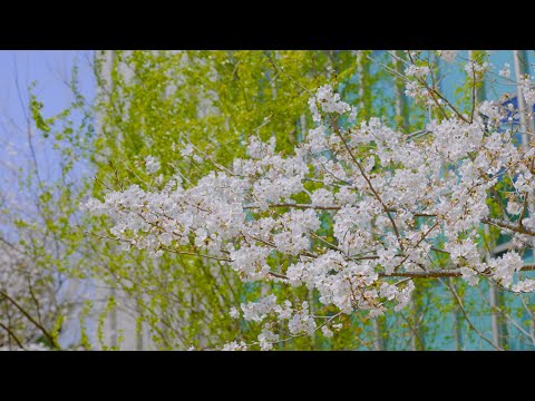 人文社会学科 愛知大学豊橋キャンパスの桜 EOS R5 8K 【愛大8K#3】