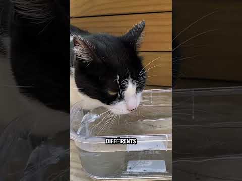 Chats vs Chiens : Boivent-ils Vraiment l’Eau de la Même Façon ?