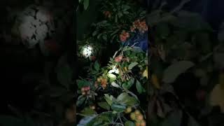 Download lagu berpetualang berburu musang dan rambutan di malam hari... mp3 Download lagu berpetualang berburu musang dan rambutan di malam hari... mp3