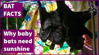 Why baby bats need sunshine [starring Steve & Hawkeye]