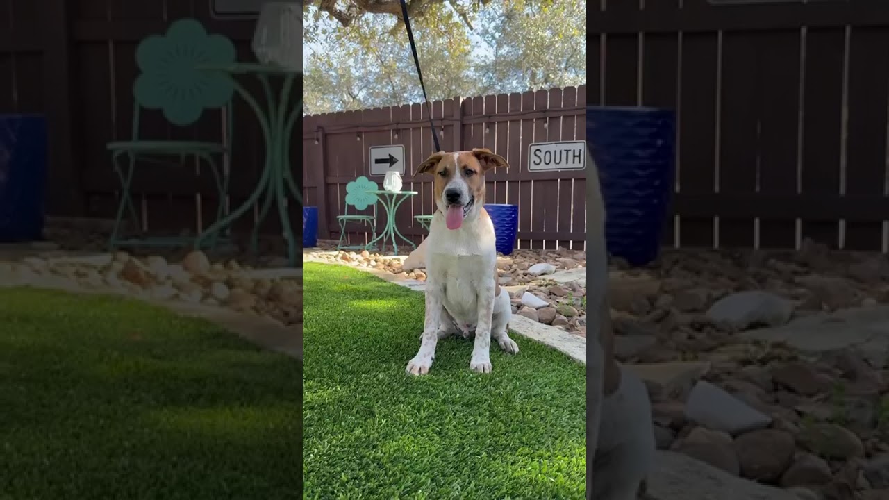 Dallas, an adopted mixed breed in Southport, CT video 3/5