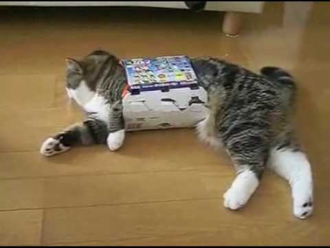 傻貓 玩氣水罐 紙皮