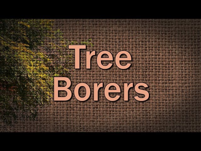 הגיית וידאו של borer בשנת אנגלית