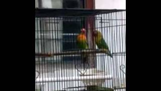 preview picture of video 'Tembakan lovebirdku umur 4,5 bln.mp4 kudus jawa tengah'