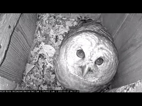 Barred Owl Female Lays First Egg of 2022 | Wild Birds Unlimited | Cornell Lab
