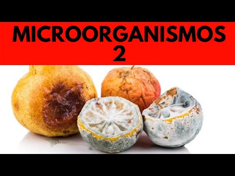 🟩 Que son los MICROORGANISMOS