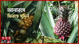 মধুপুরের আনারস এখন জিআই পণ্য