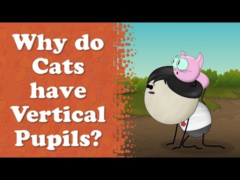 Why do Cats have Vertical Pupils? | #aumsum