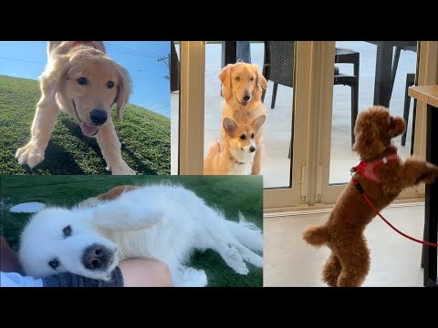 園芸 ラブラドールバイオレット