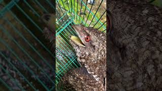 Download lagu BURUNG PARUH KODOK PAPUA mp3