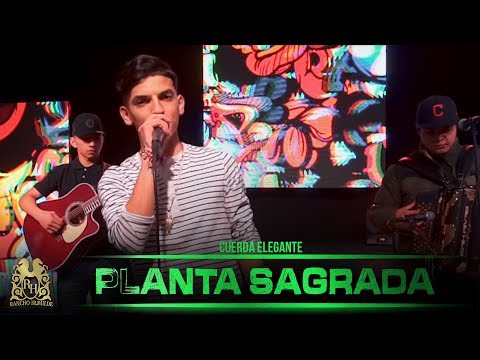 Cuerda Elegante - Planta Sagrada  (En Vivo)