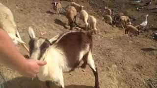 preview picture of video 'Feeding the Goats at Hacienda Maribó in Adjuntas, Puerto Rico'