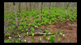 見頃を迎えた花々：むれ水芭蕉園